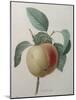 White Apple-Pierre-Joseph Redoute-Mounted Art Print