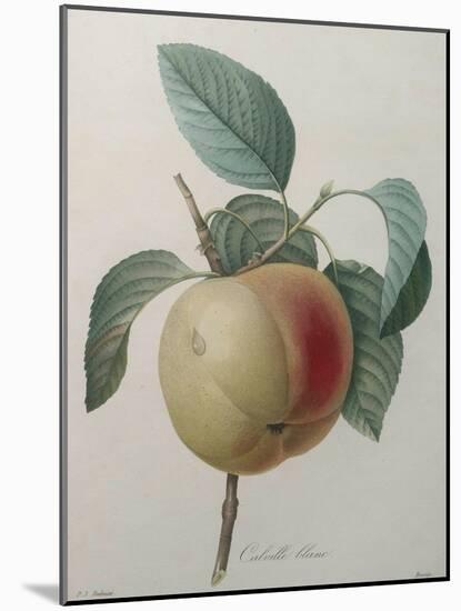 White Apple-Pierre-Joseph Redoute-Mounted Art Print