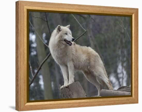 White Arctic Wolf-egal-Framed Premier Image Canvas