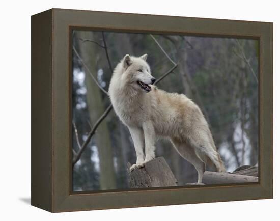 White Arctic Wolf-egal-Framed Premier Image Canvas