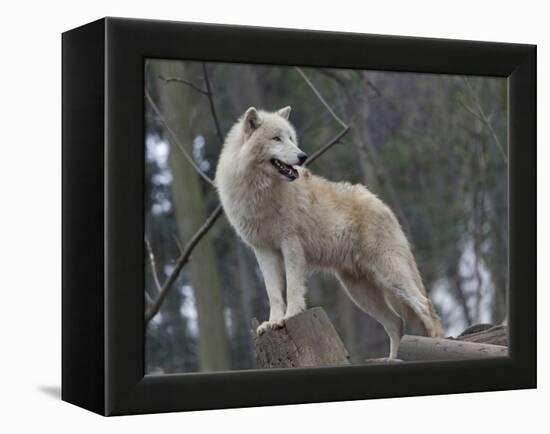 White Arctic Wolf-egal-Framed Premier Image Canvas