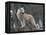 White Arctic Wolf-egal-Framed Premier Image Canvas