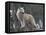 White Arctic Wolf-egal-Framed Premier Image Canvas