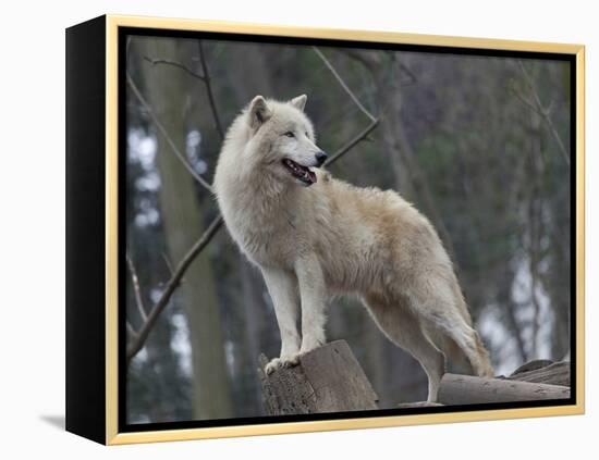 White Arctic Wolf-egal-Framed Premier Image Canvas