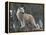 White Arctic Wolf-egal-Framed Premier Image Canvas