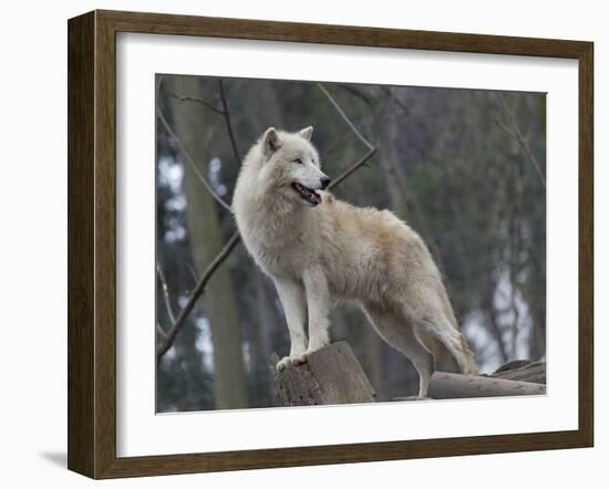 White Arctic Wolf-egal-Framed Photographic Print