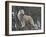 White Arctic Wolf-egal-Framed Photographic Print