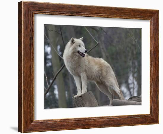 White Arctic Wolf-egal-Framed Photographic Print