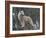 White Arctic Wolf-egal-Framed Photographic Print