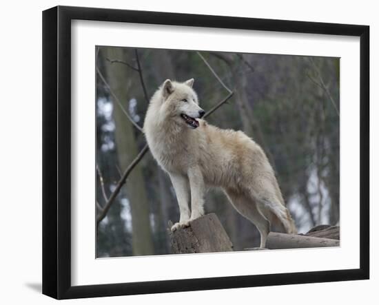 White Arctic Wolf-egal-Framed Photographic Print