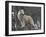 White Arctic Wolf-egal-Framed Photographic Print