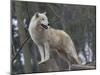 White Arctic Wolf-egal-Mounted Photographic Print