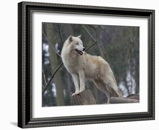 White Arctic Wolf-egal-Framed Photographic Print