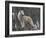 White Arctic Wolf-egal-Framed Photographic Print