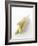 White Asparagus-Klaus Arras-Framed Photographic Print