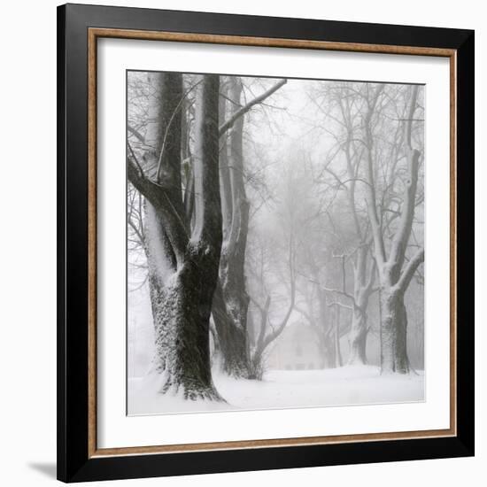 White Avenue-Franz Bogner-Framed Photographic Print