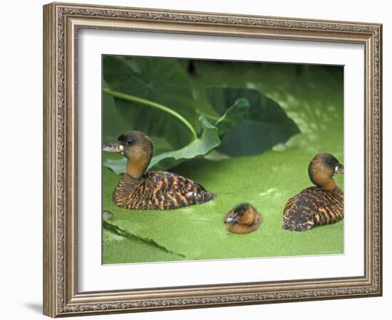 White Backed Ducks with Chick, Belgium, Native to Africa-Philippe Clement-Framed Photographic Print