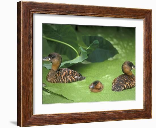 White Backed Ducks with Chick, Belgium, Native to Africa-Philippe Clement-Framed Photographic Print