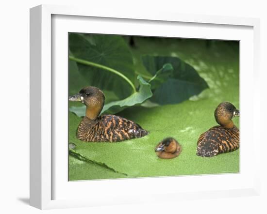 White Backed Ducks with Chick, Belgium, Native to Africa-Philippe Clement-Framed Photographic Print