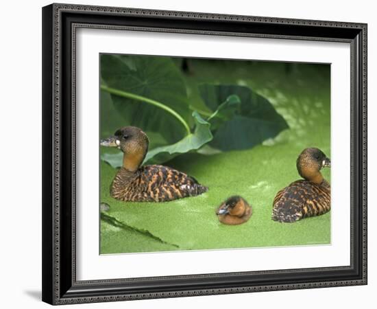 White Backed Ducks with Chick, Belgium, Native to Africa-Philippe Clement-Framed Photographic Print