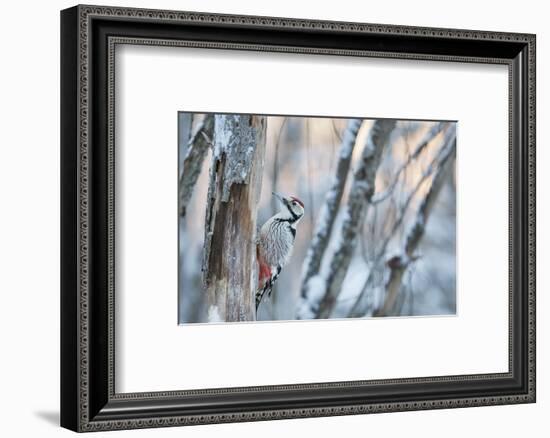White-backed woodpecker male on tree trunk, Finland-Markus Varesvuo-Framed Photographic Print