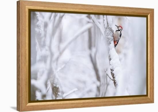 White-backed woodpecker perched on snow-covered branch-Staffan Widstrand-Framed Premier Image Canvas