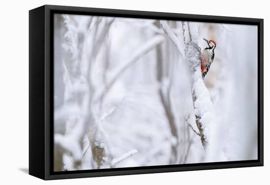 White-backed woodpecker perched on snow-covered branch-Staffan Widstrand-Framed Premier Image Canvas