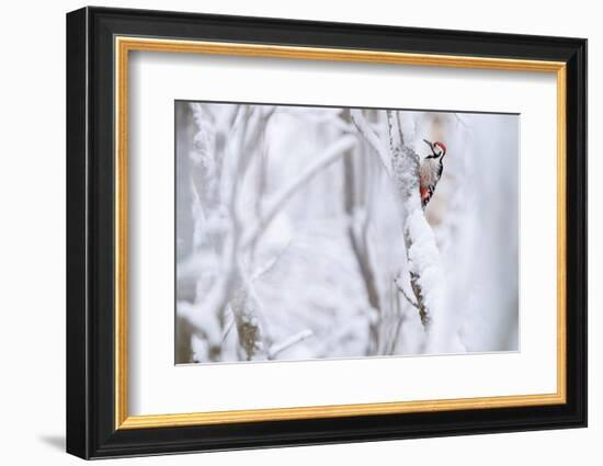 White-backed woodpecker perched on snow-covered branch-Staffan Widstrand-Framed Photographic Print