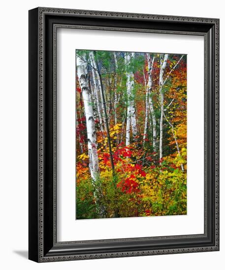 White Barks And Colorful Leaves, New Hampshire-George Oze-Framed Photographic Print