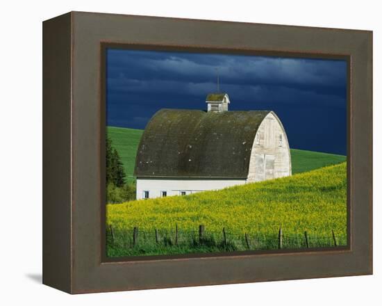 White Barn and Canola Field-Darrell Gulin-Framed Premier Image Canvas