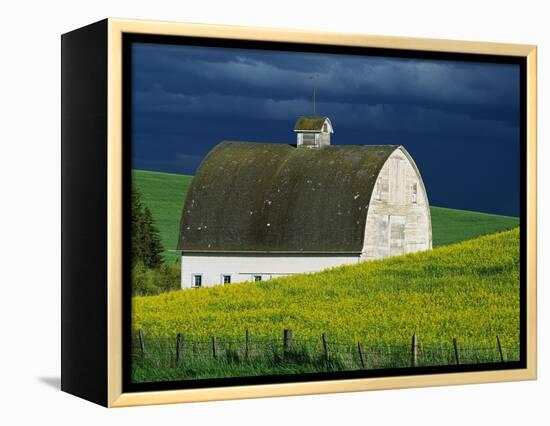 White Barn and Canola Field-Darrell Gulin-Framed Premier Image Canvas