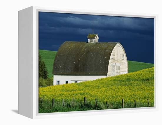 White Barn and Canola Field-Darrell Gulin-Framed Premier Image Canvas