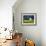 White Barn and Canola Field-Darrell Gulin-Framed Premium Photographic Print displayed on a wall