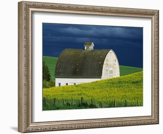 White Barn and Canola Field-Darrell Gulin-Framed Premium Photographic Print