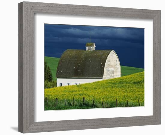 White Barn and Canola Field-Darrell Gulin-Framed Premium Photographic Print