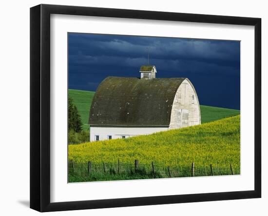 White Barn and Canola Field-Darrell Gulin-Framed Premium Photographic Print