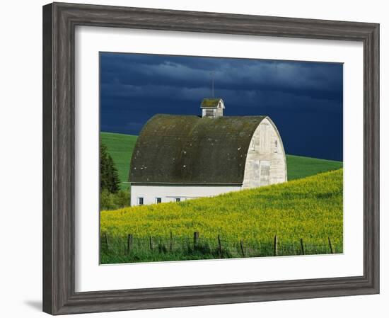 White Barn and Canola Field-Darrell Gulin-Framed Photographic Print