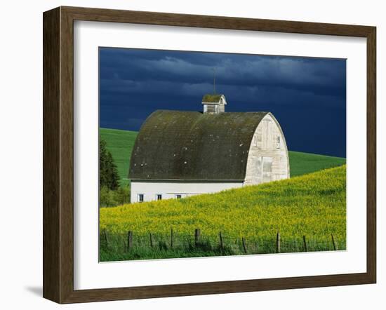 White Barn and Canola Field-Darrell Gulin-Framed Photographic Print