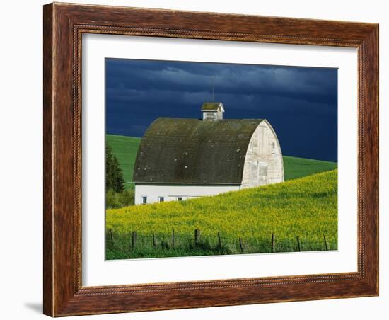 White Barn and Canola Field-Darrell Gulin-Framed Photographic Print