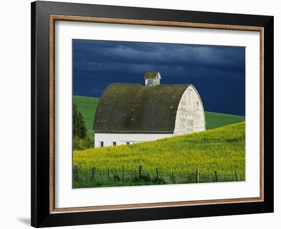 White Barn and Canola Field-Darrell Gulin-Framed Photographic Print