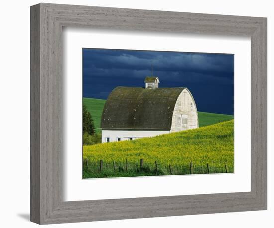 White Barn and Canola Field-Darrell Gulin-Framed Photographic Print