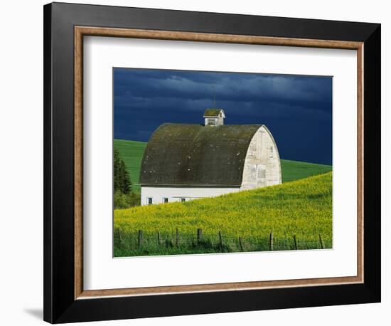 White Barn and Canola Field-Darrell Gulin-Framed Photographic Print