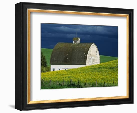 White Barn and Canola Field-Darrell Gulin-Framed Photographic Print