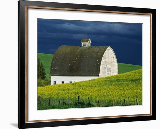 White Barn and Canola Field-Darrell Gulin-Framed Photographic Print