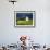 White Barn and Canola Field-Darrell Gulin-Framed Photographic Print displayed on a wall