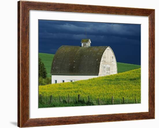 White Barn and Canola Field-Darrell Gulin-Framed Photographic Print