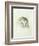 White Barn Owl, from the Farnley Book of Birds, C.1816-J. M. W. Turner-Framed Giclee Print