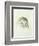 White Barn Owl, from the Farnley Book of Birds, C.1816-J. M. W. Turner-Framed Giclee Print