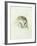 White Barn Owl, from the Farnley Book of Birds, C.1816-J. M. W. Turner-Framed Giclee Print