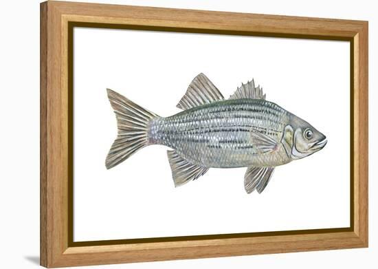 White Bass (Roccus Chrysops), Fishes-Encyclopaedia Britannica-Framed Stretched Canvas